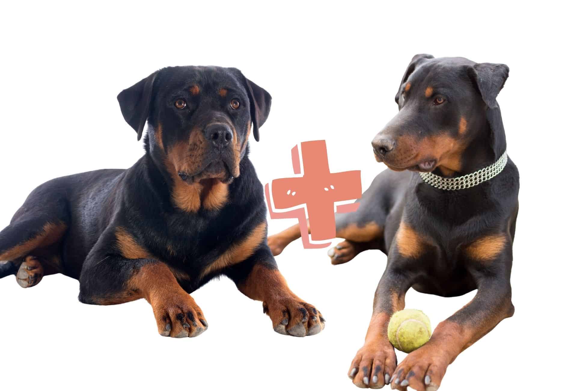 rottweiler and doberman