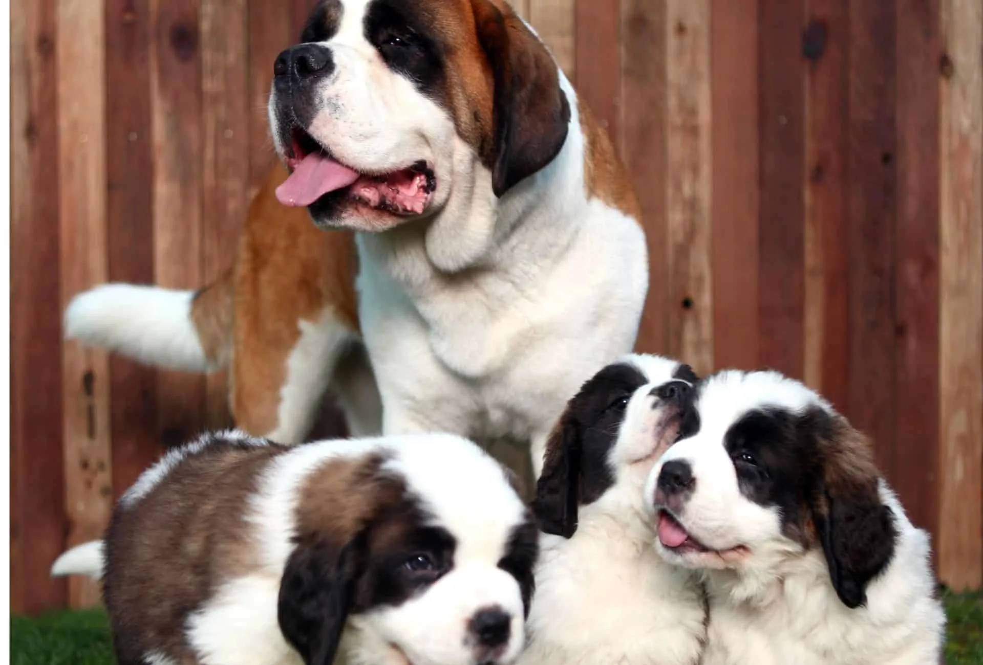 Saint Bernard with three puppies.