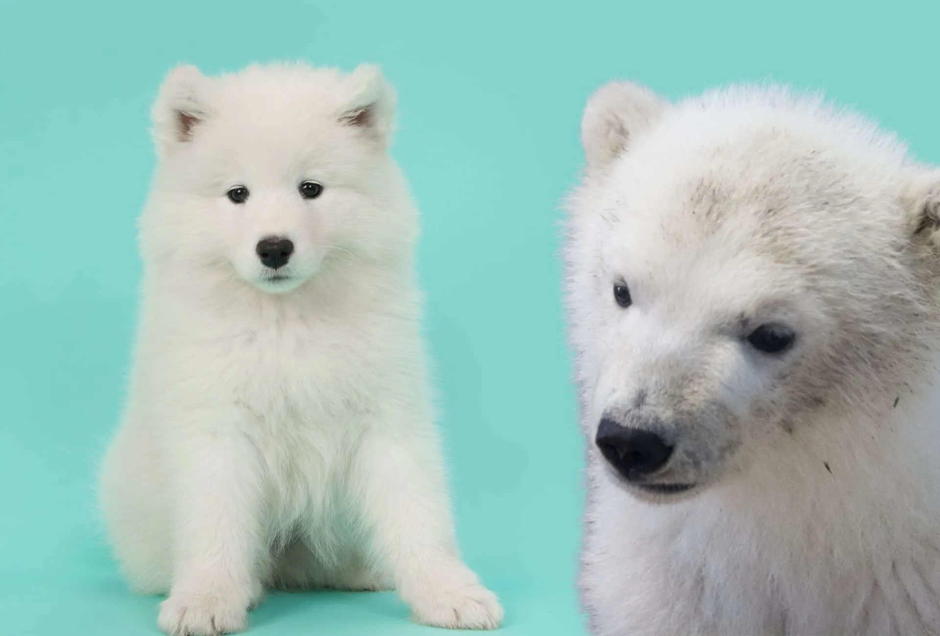 Samoyed with similar coat and ears like a Polar bear cub.