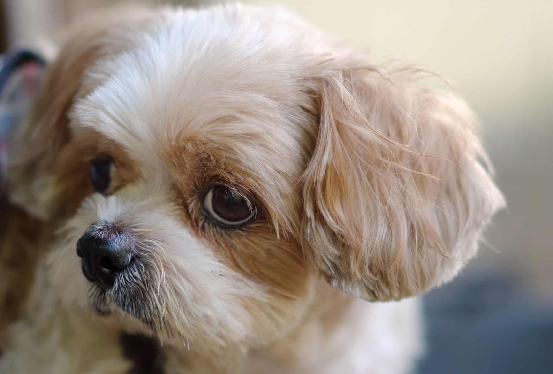 Small Shih-Poo with a white and light brown coat looks at something off-screen.