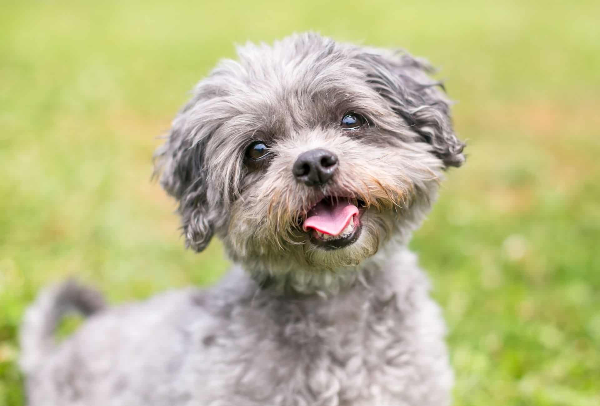 Shih Tzu Poodle mix with gray curly hair, a black nose and brown around the mouth.