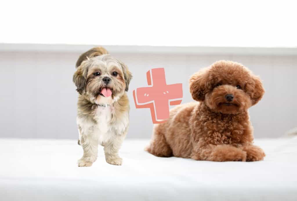 Shih Tzu stands next to a small Poodle with brown curly hair.