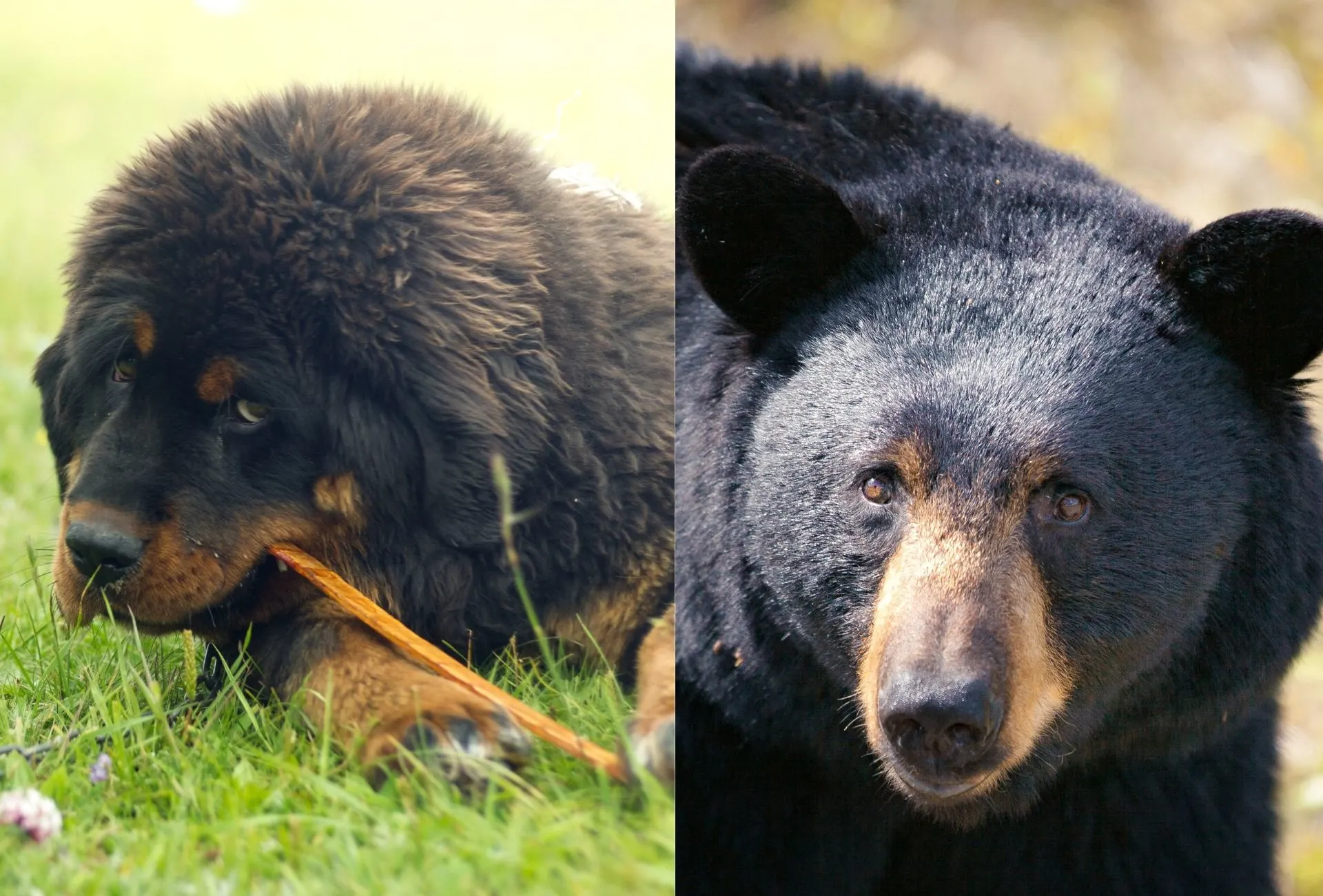 Fuzzy dogs that look like outlet bears