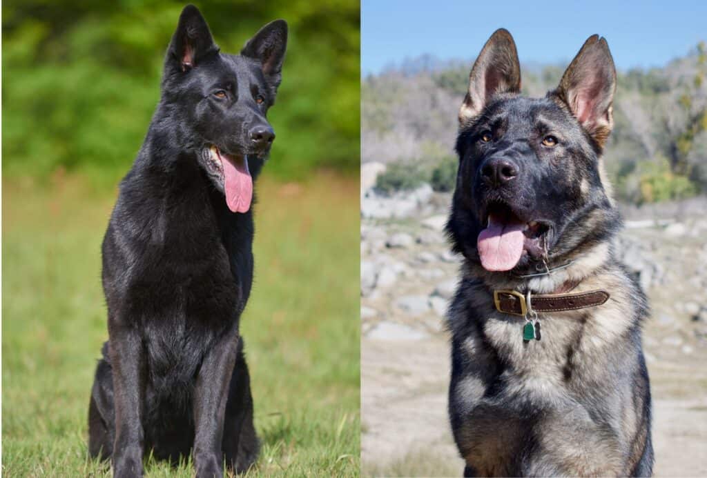 A black German Shepherd that resembles the blue bay Shepherd and a working line German Shepherd together create the Lycan Shepherd.