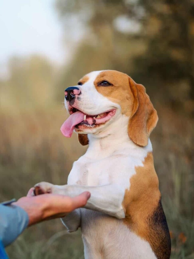 cropped-dog-board-and-train.jpg