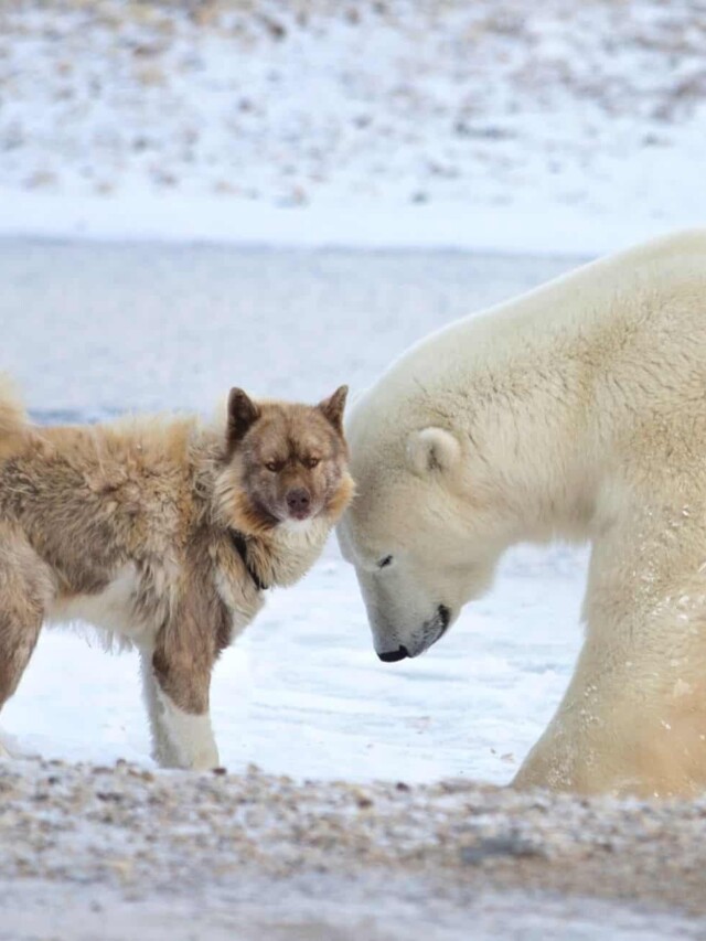 cropped-dog-with-polar-bear.jpg