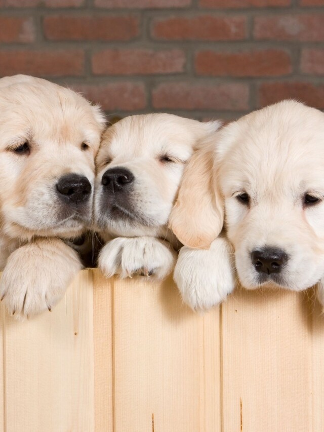 cropped-golden-retriever-whelping-box.jpg