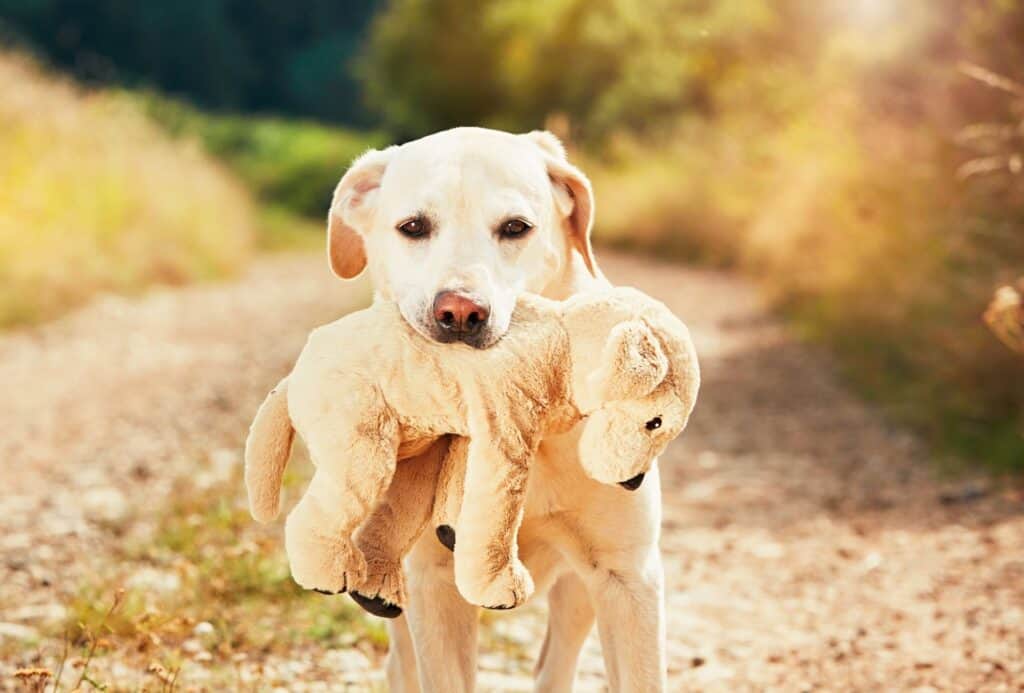 Dog with teddy bear in mouth.