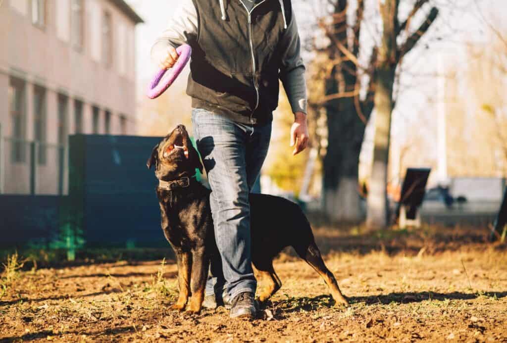 Obedience training can help with boosting your dog's confidence.