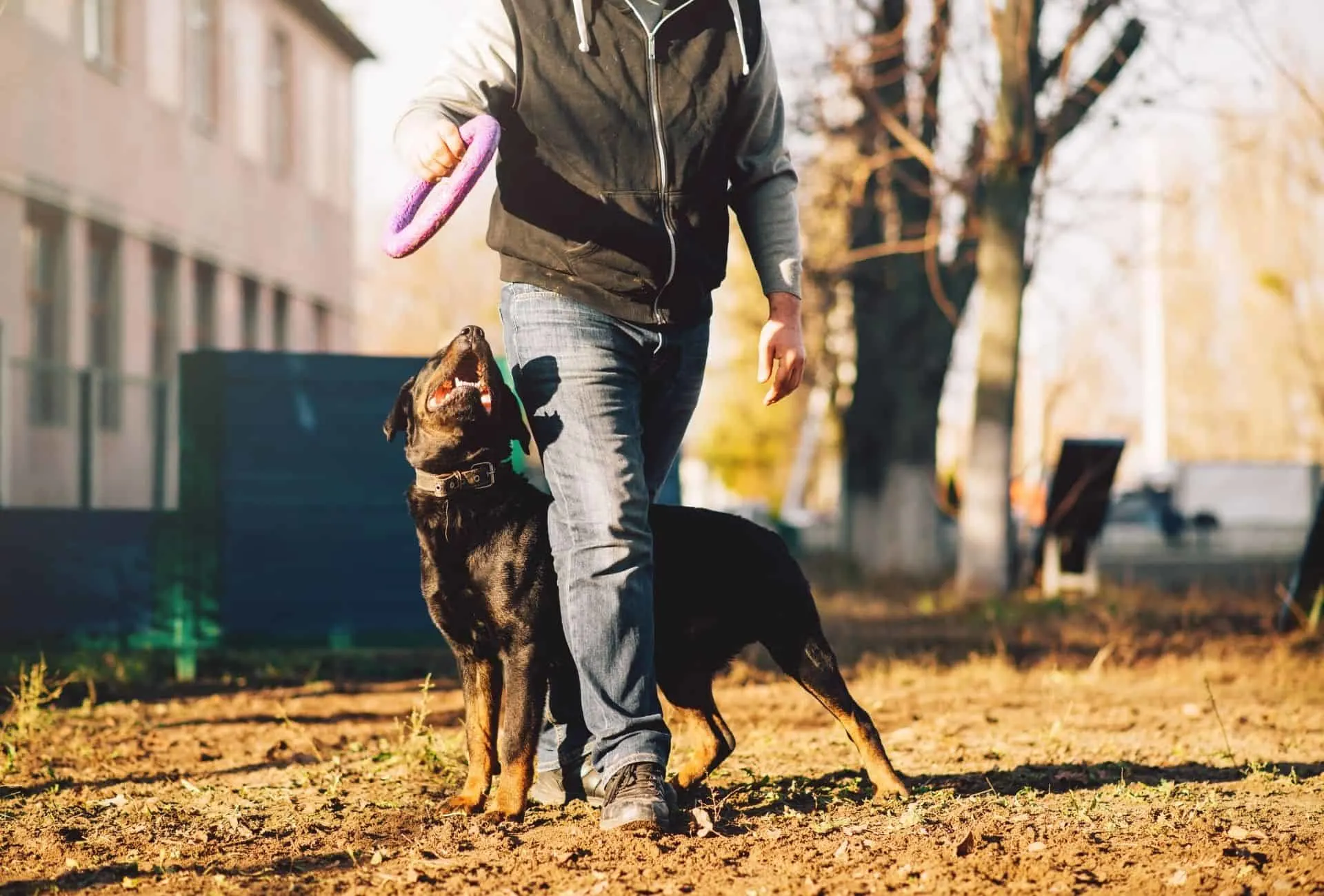 Rottweiler with dog trainer.