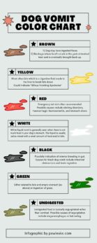 Dog Vomit Color Guide – Everything You Need to Know PawLeaks
