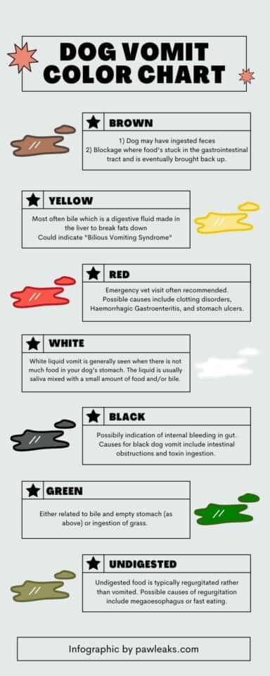 Dog Vomit Color Guide Everything You Need To Know Pawleaks