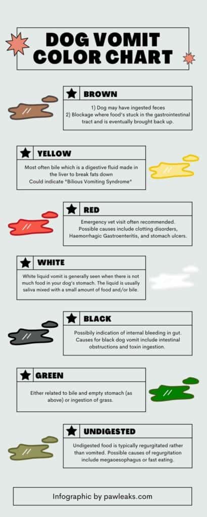 dog vomit color guide everything you need to know pawleaks