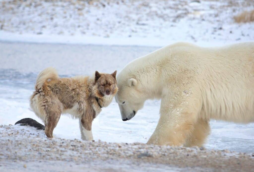 dog with a polar bear in snow