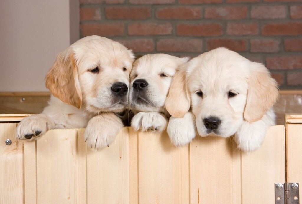 Several golden retriever puppies.