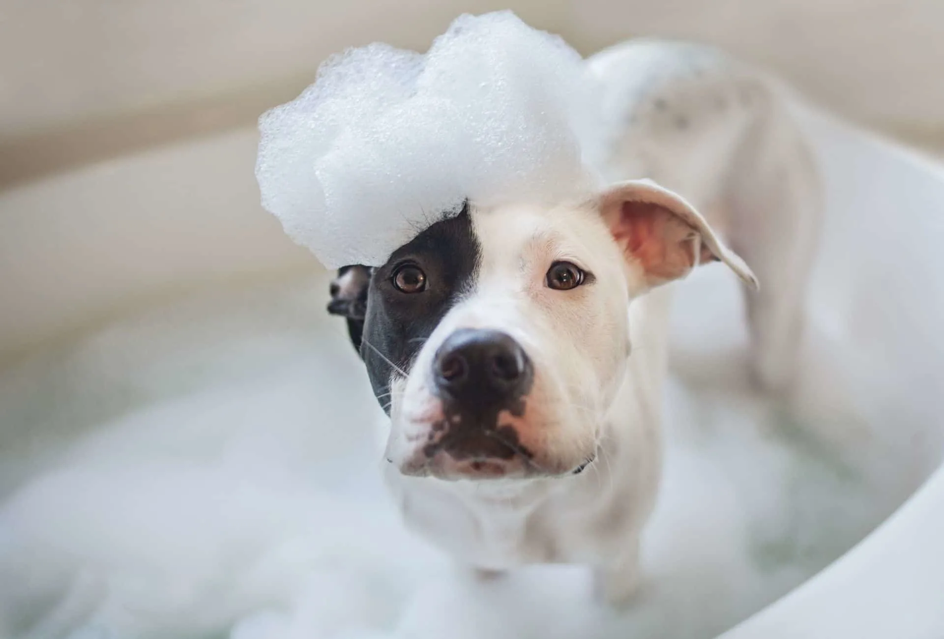 Pitbull taking a bath.