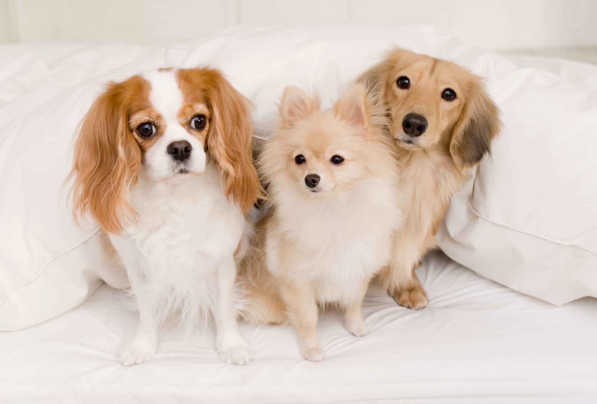 Three small dogs sitting on a bed.