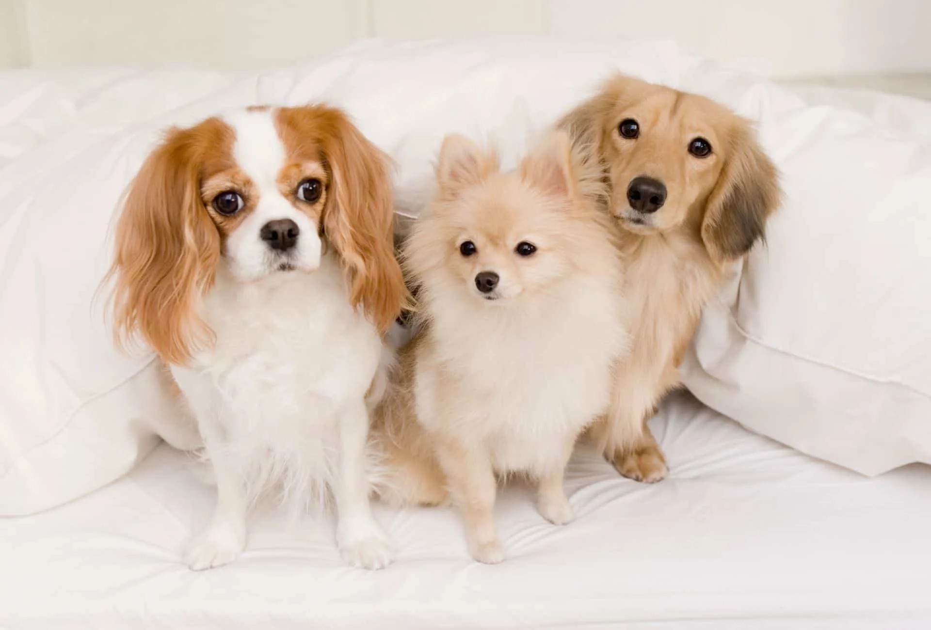 Three small dogs on the bed.