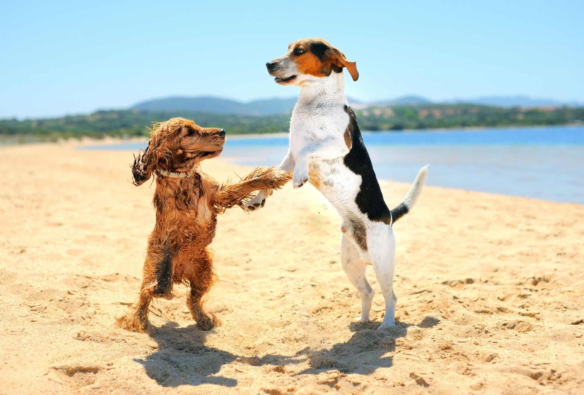 Two dogs playing at the beach.