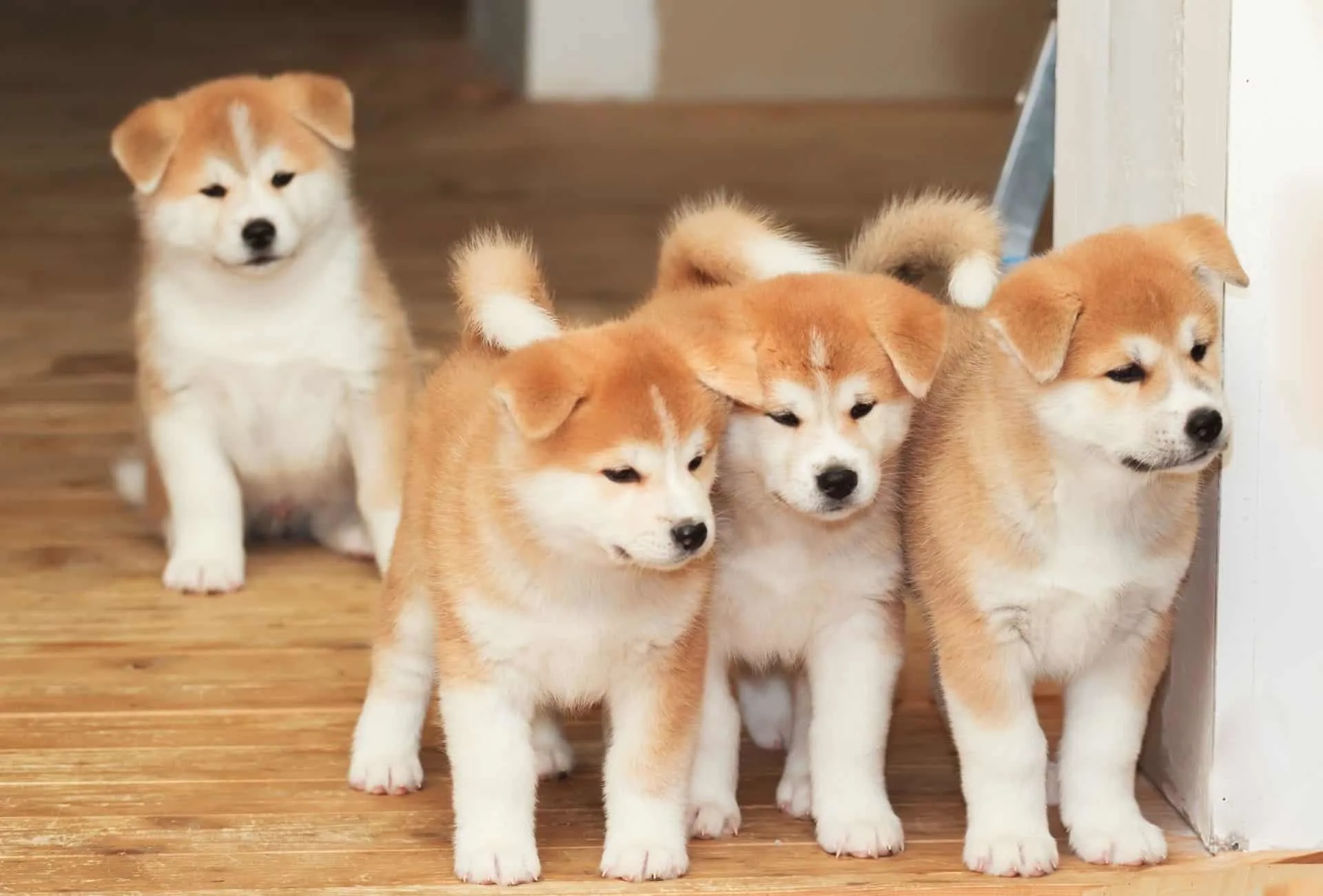 Four Akita puppies looking incredibly cute on the doorstep but they grow up to be good guardians for new owners.