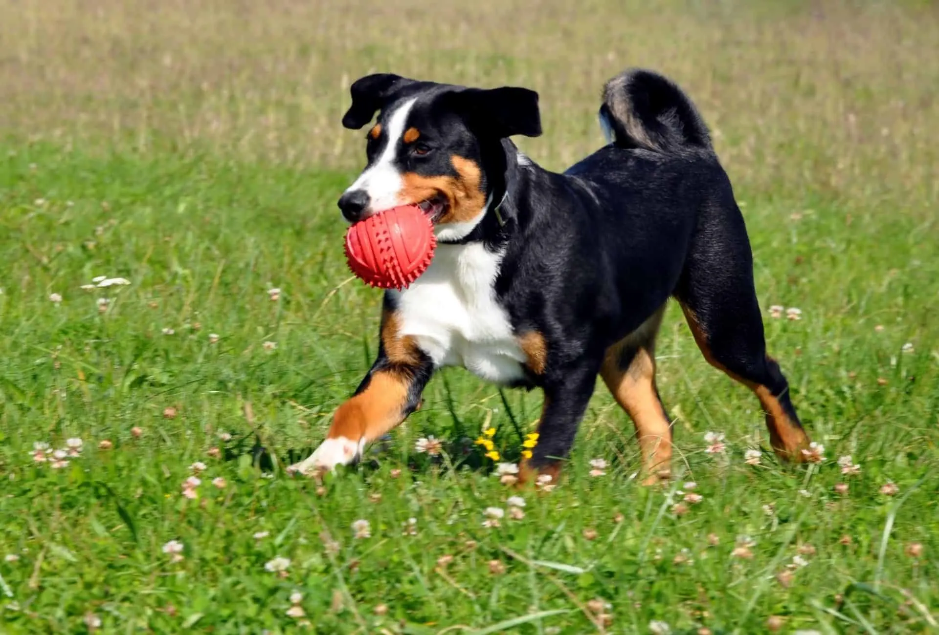 Appenzeller Sennenhund retrieving ball.