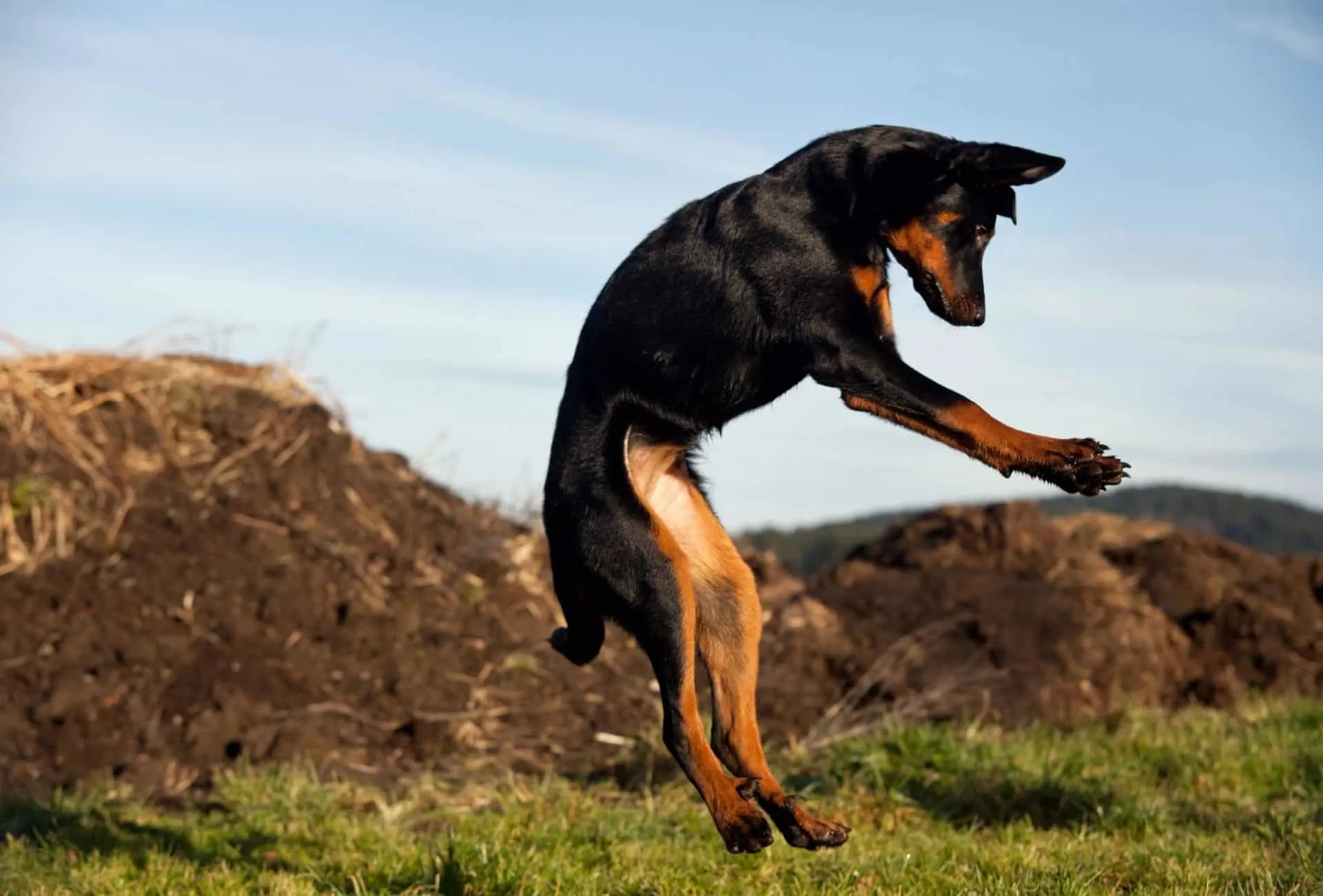 Beauceron jumping high in the air.