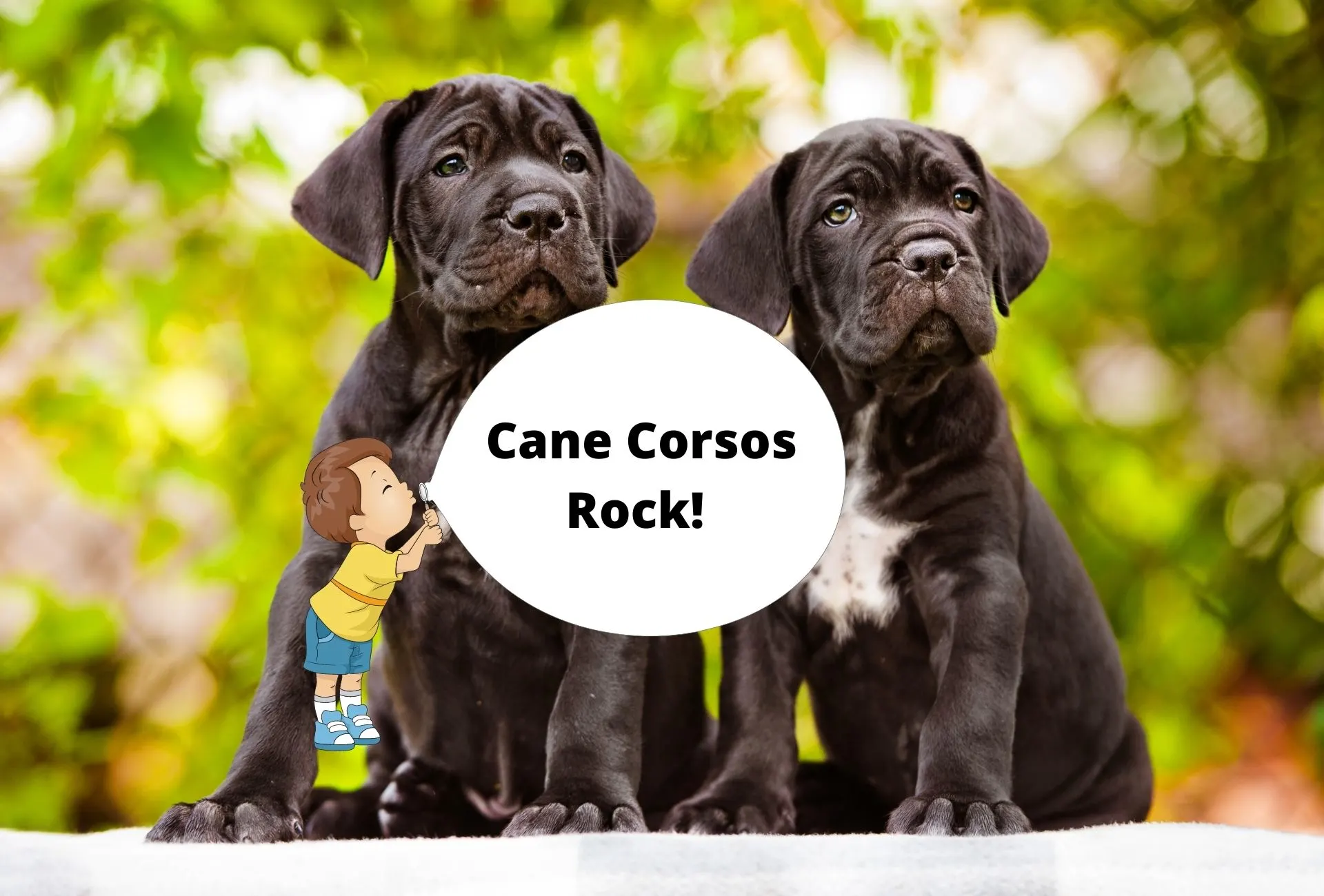 how big does a female cane corso get