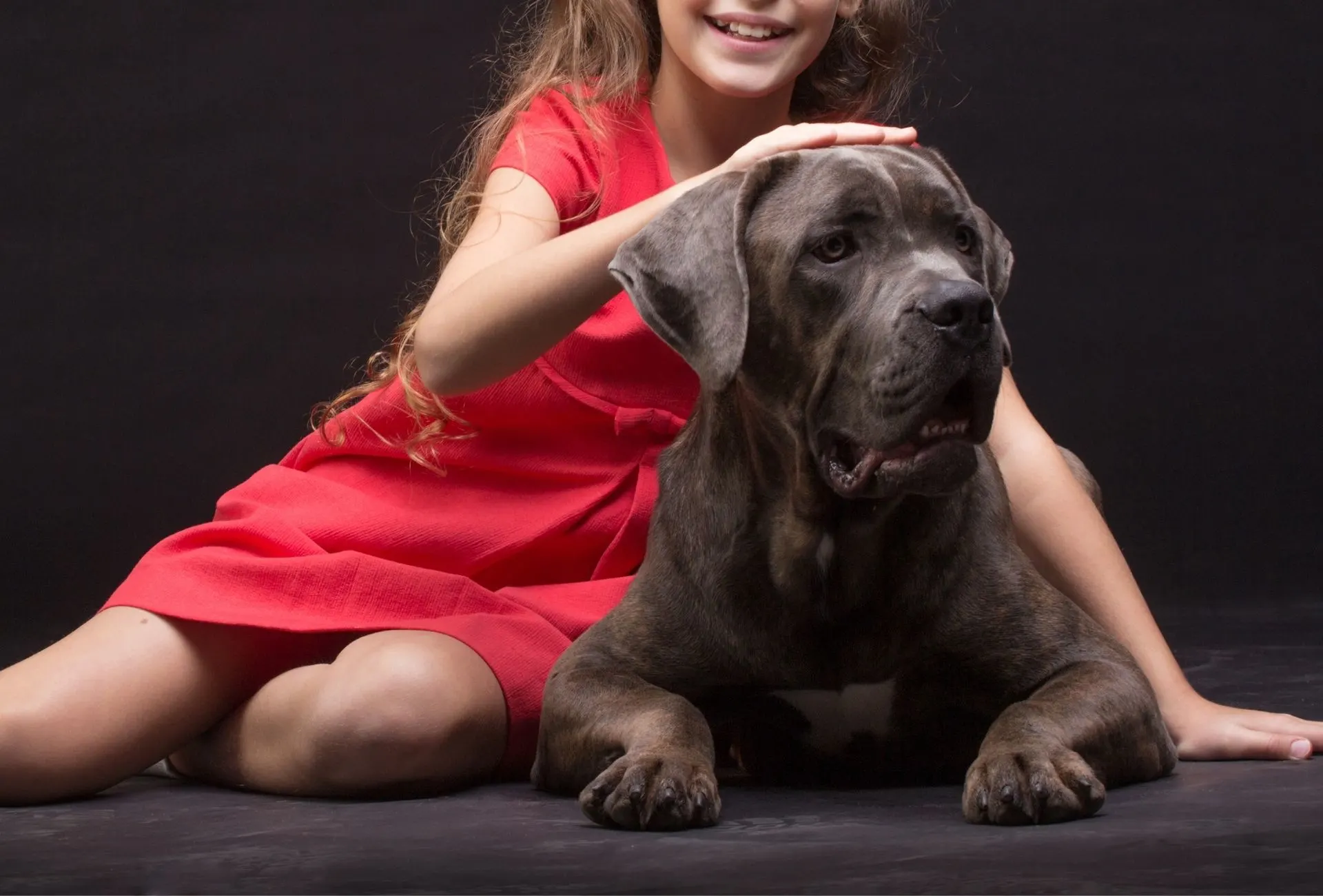 Girl is petting a black Cane Corso.