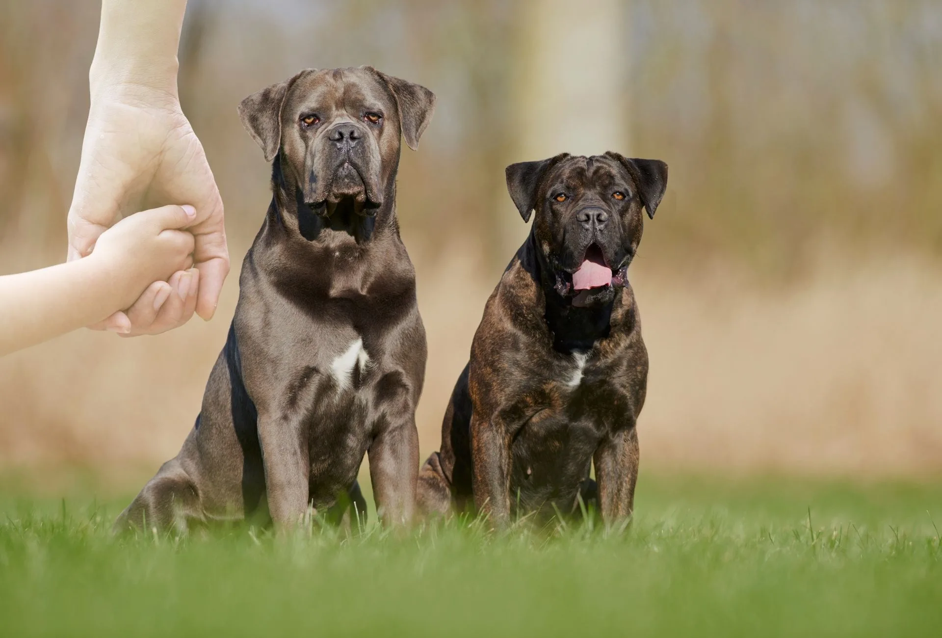 Two large Cane Corsos stand on grass and a mother symbolically holds the hand of her child in the upper right corner demonstrating Cane Corsos and children can live peacefully together.