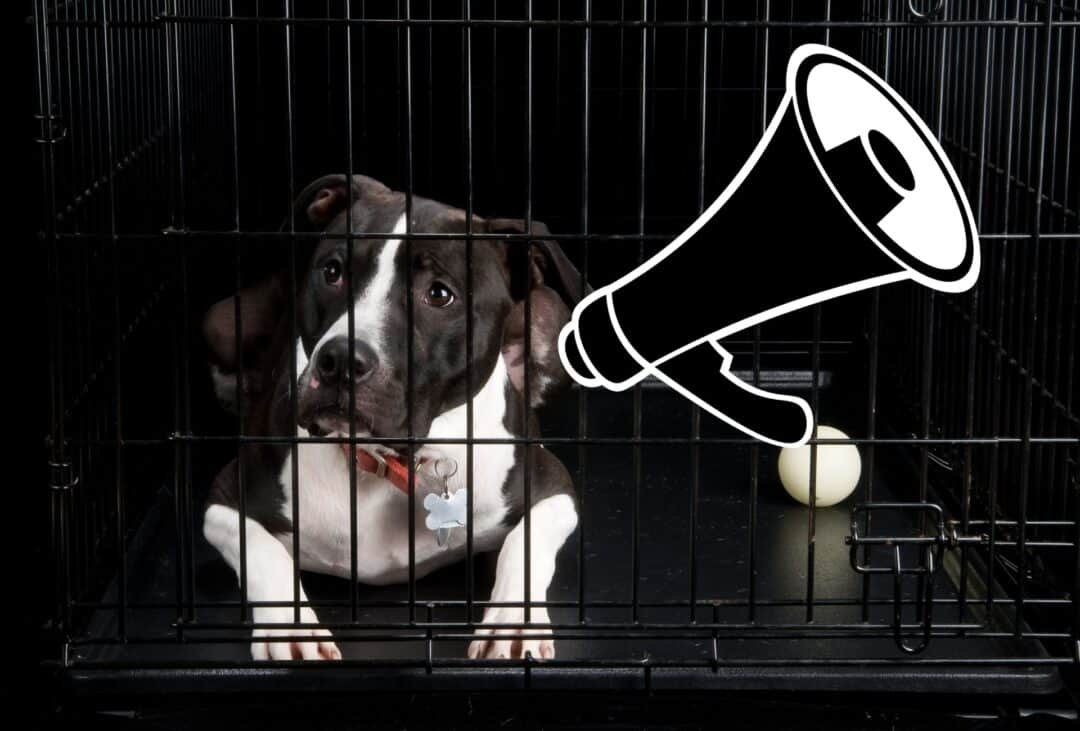 Why Does My Dog Huff at Me? 10 Surprising Reasons PawLeaks