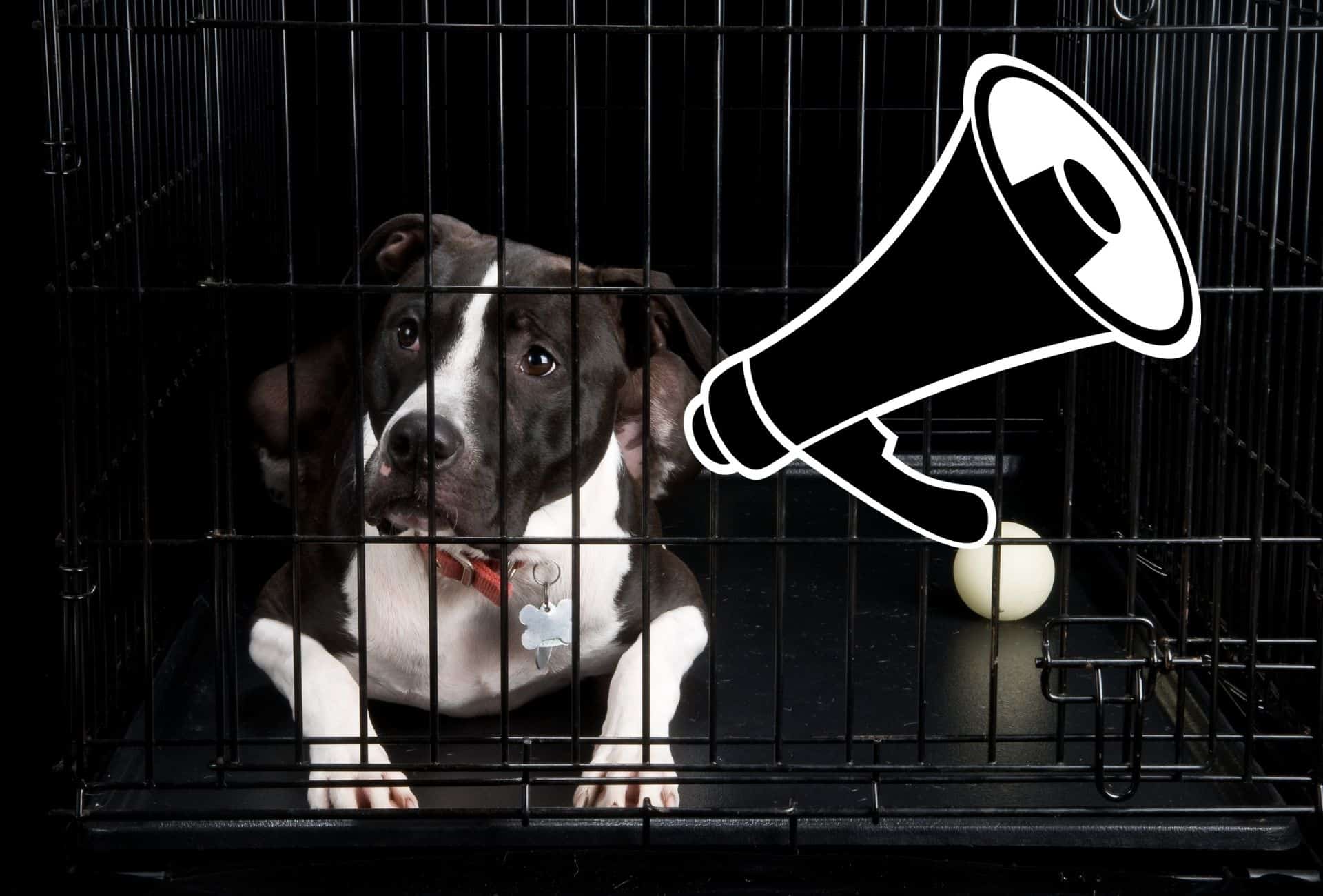 Dog inside of crate with a megaphone next to him showing that vocalization like huffing can be your dog's way of communication.