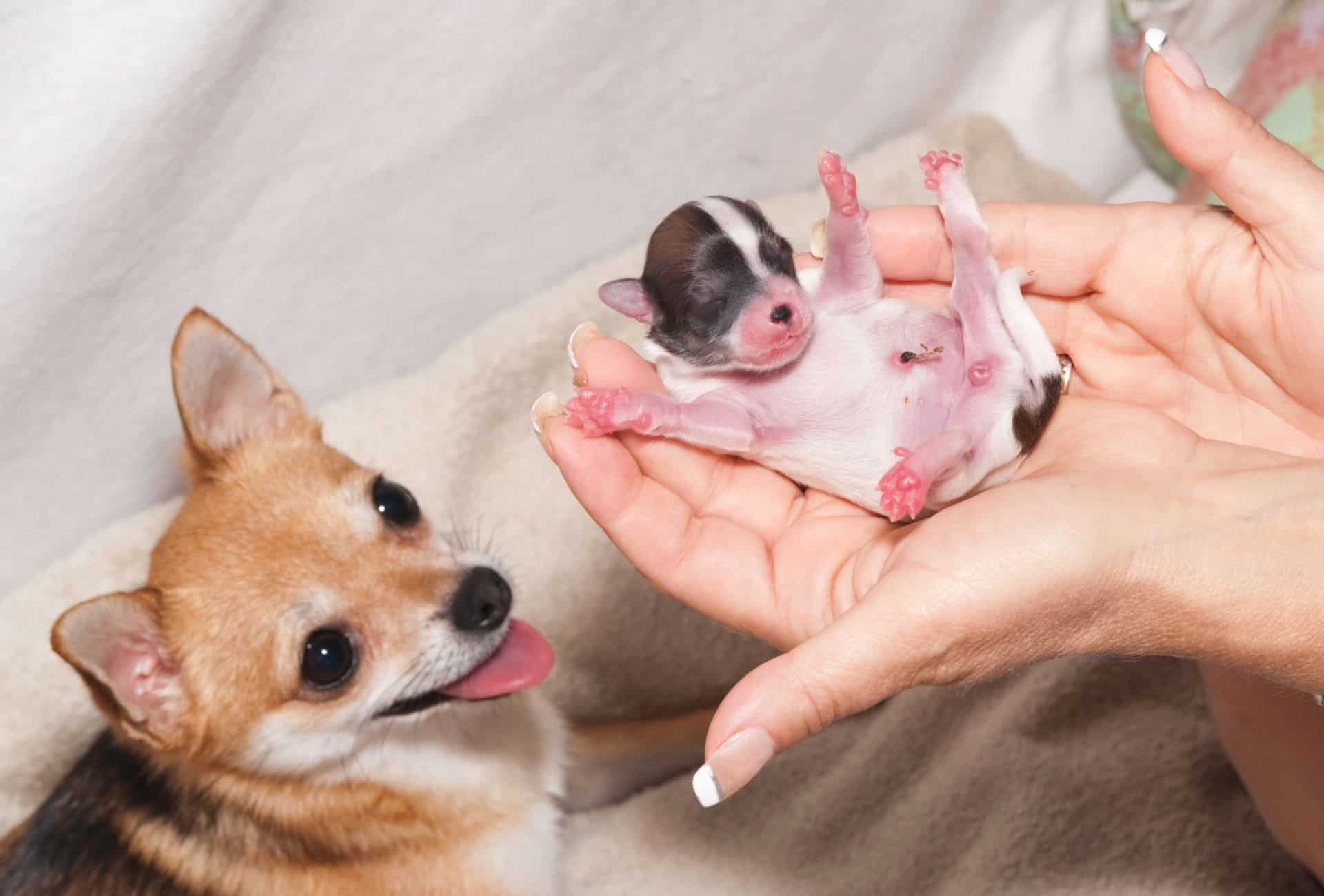 Nyfødt valp med ben sprikende til alle sider er introdusert til voksen hund.