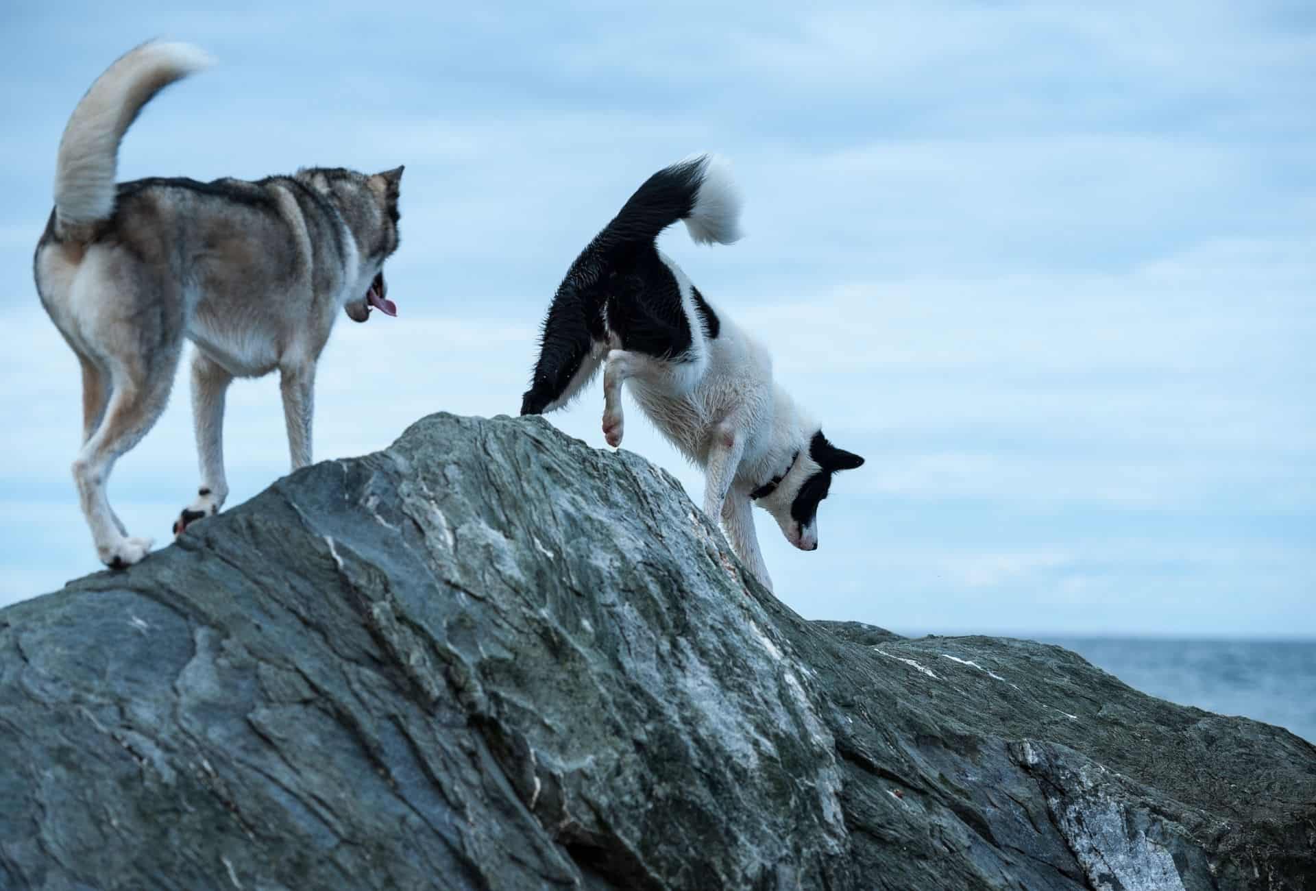 Two dogs climb a rocky surface, building muscle in their back legs as well as shoulders. Perfect natural muscle-building method for dogs.