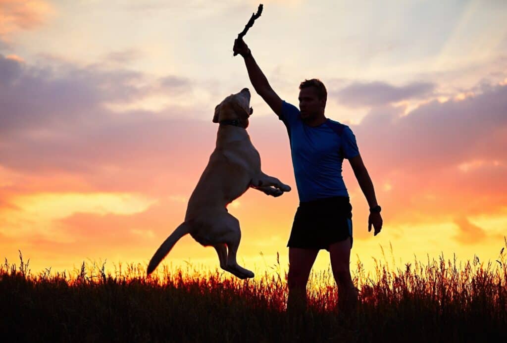 Dog jumping up on man with frisbee, showing that natural exercise can easily build dog muscle.
