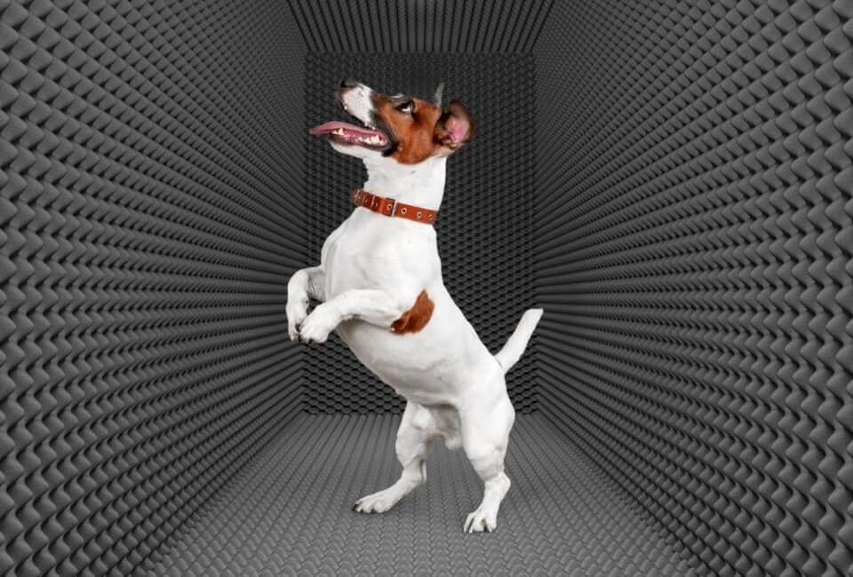 10 Tips for a Soundproof Dog Crate You Need to Know PawLeaks