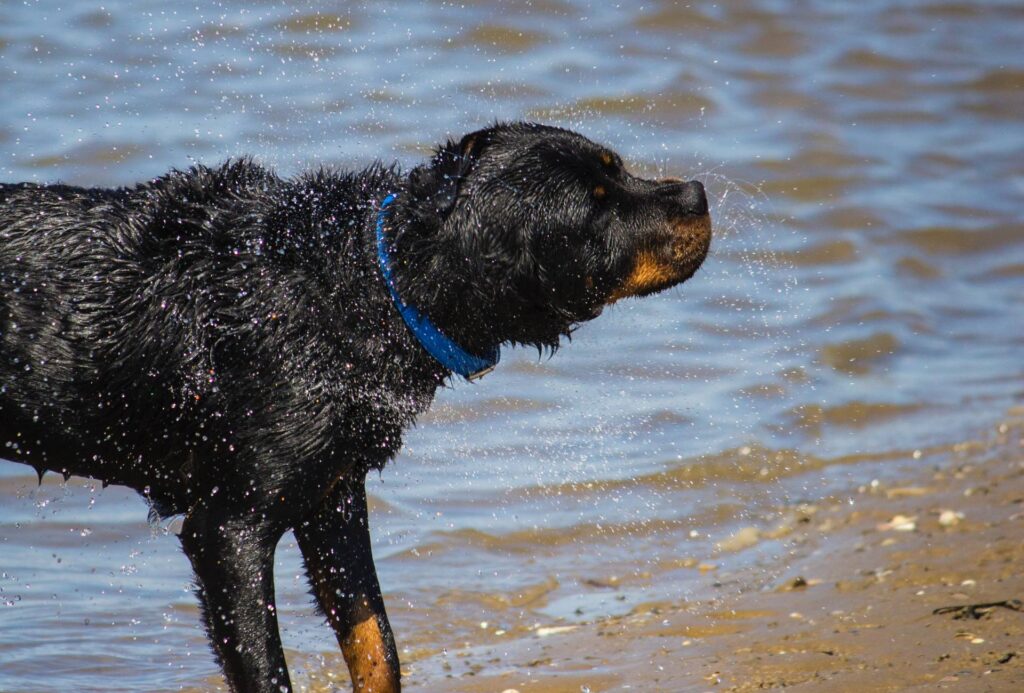 Rottweiler shaking off water at the lake.