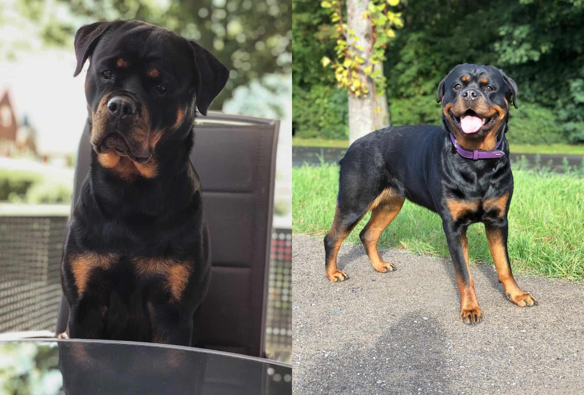 Rottweiler sitting on a chair on the right and standing while panting in the summer on the right.