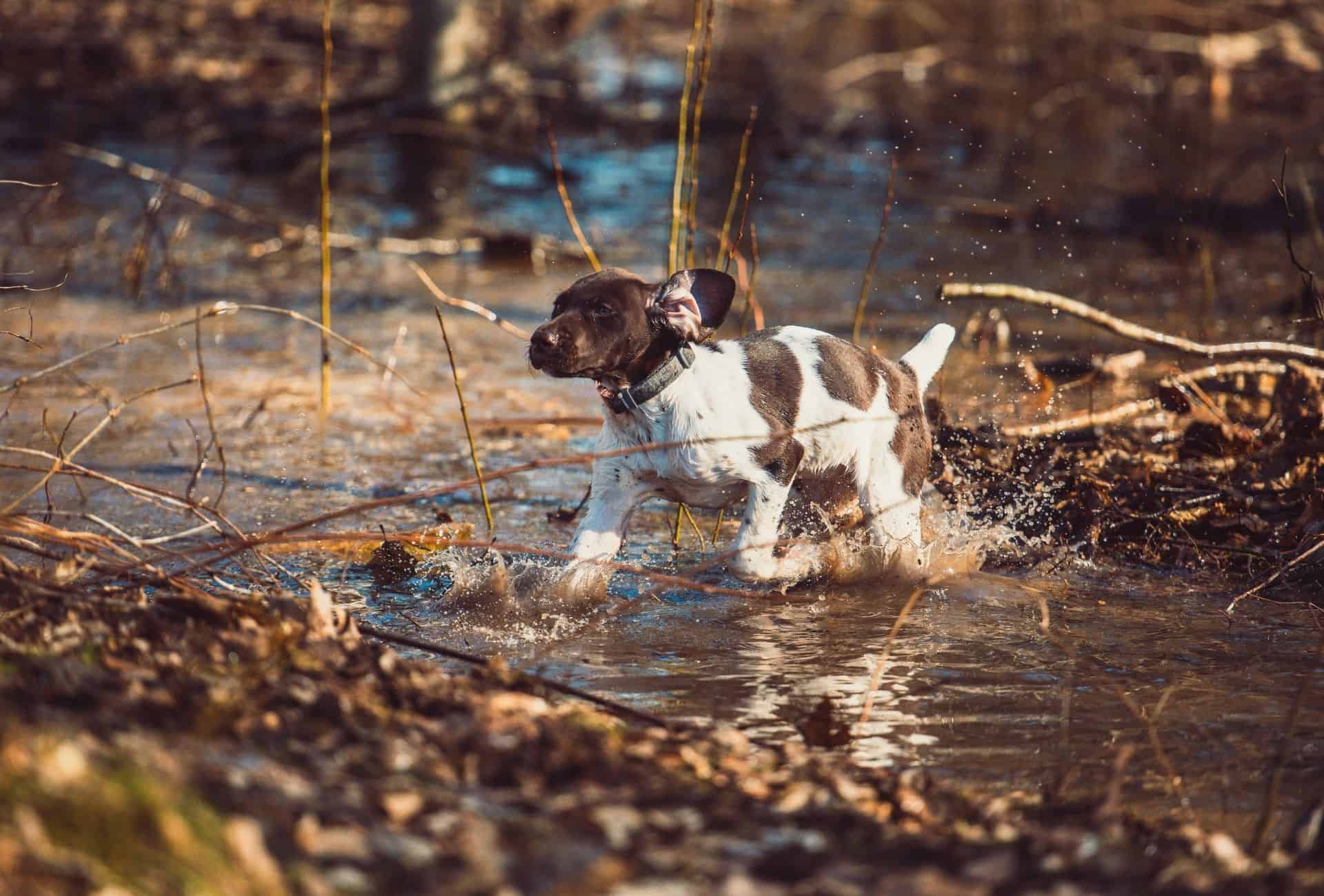 Cachorro de braco alemán de pelo corto explorando sin correa, mostrando ejercicio apropiado para su edad para mantener un crecimiento adecuado.