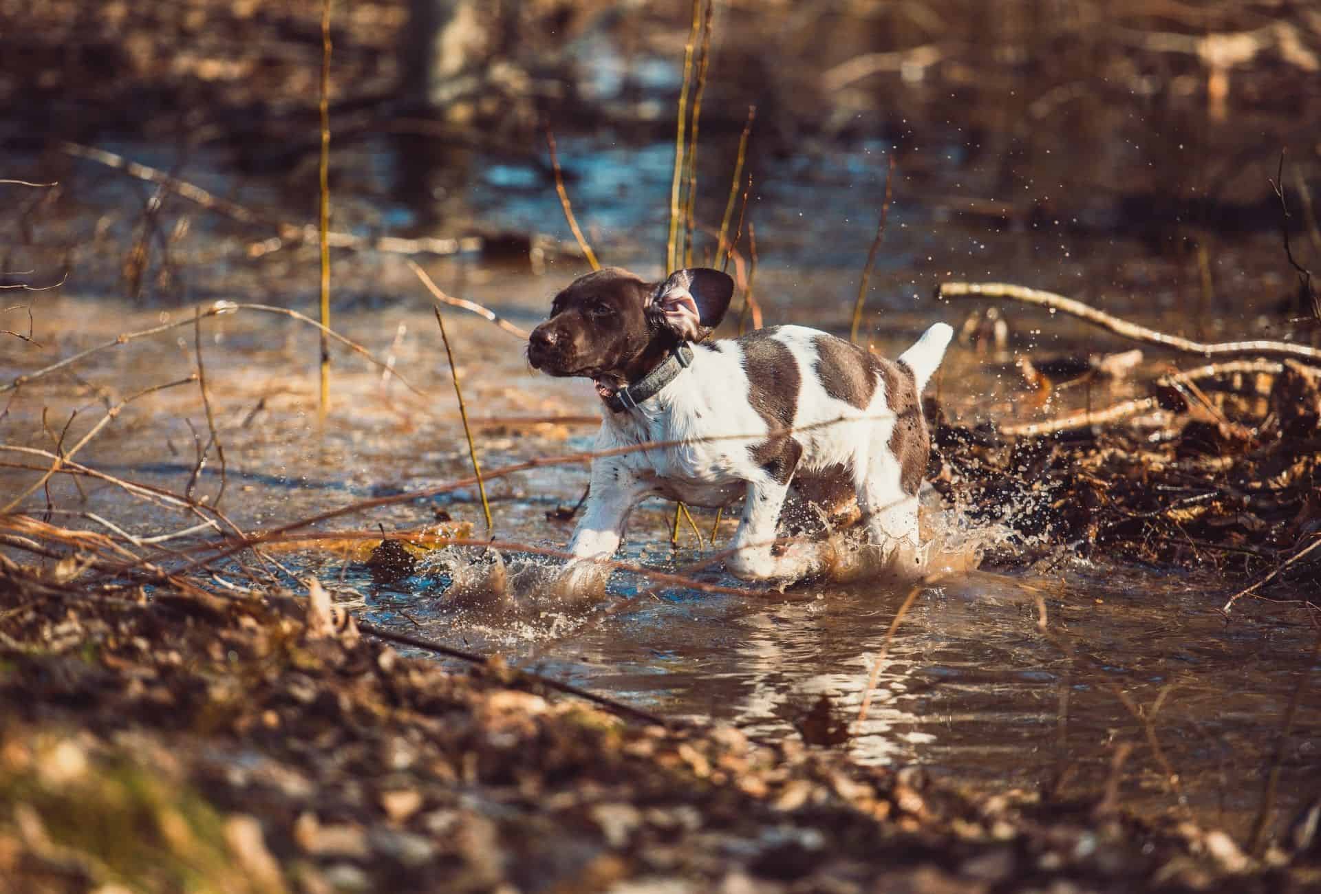 how much should i feed my gsp puppy