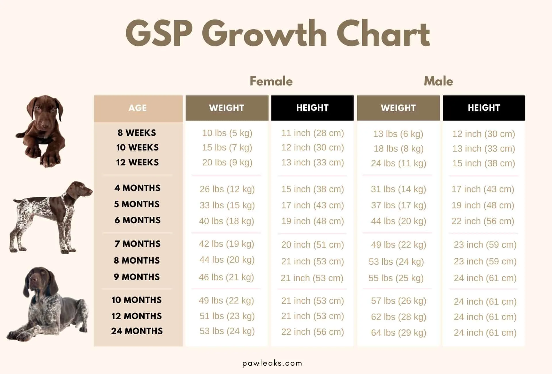 how much should newborn puppies weigh