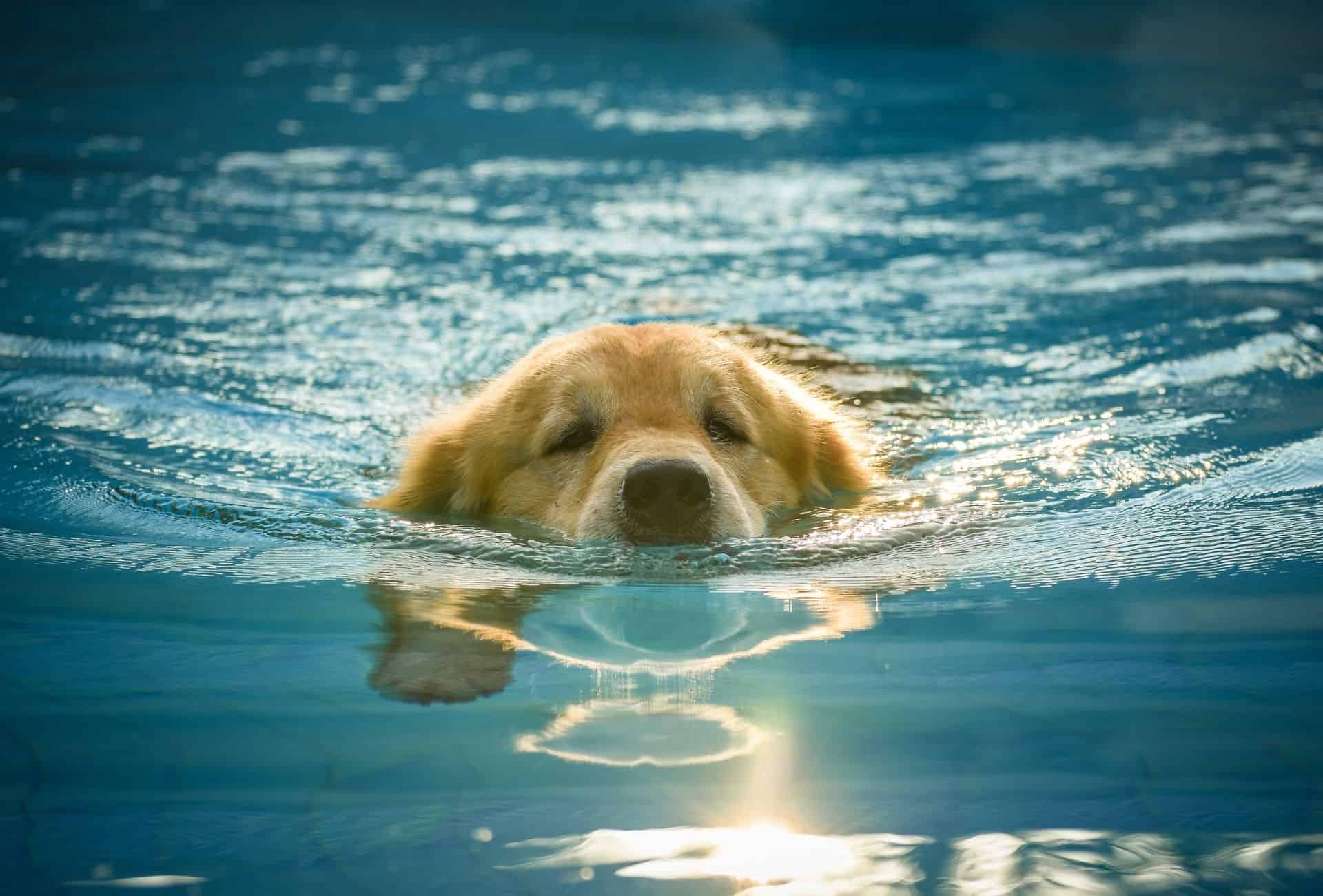 at what age can golden retriever puppies swim