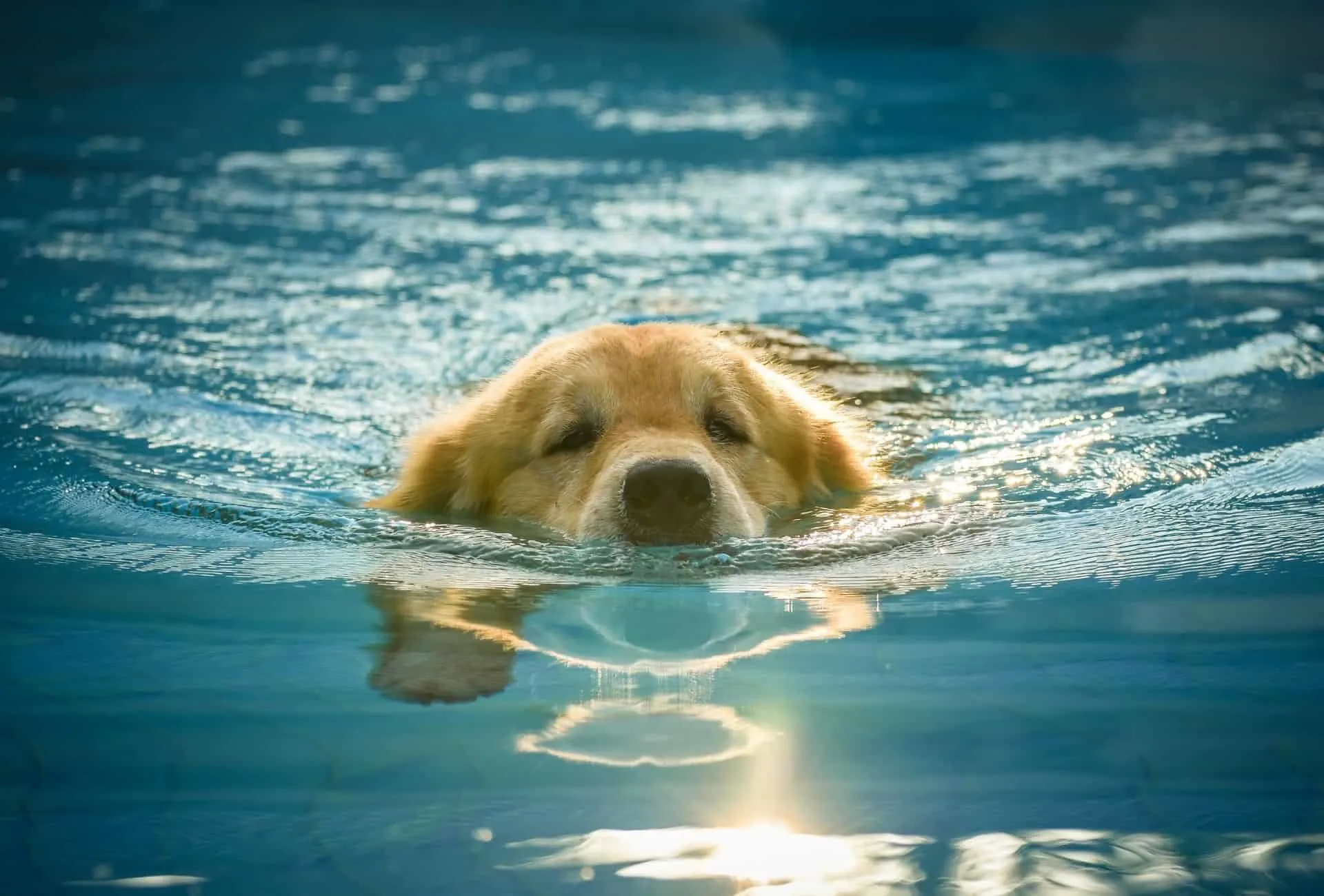 Golden Retriever swimming with his head barely above water which is healthy exercise even for senior dogs.