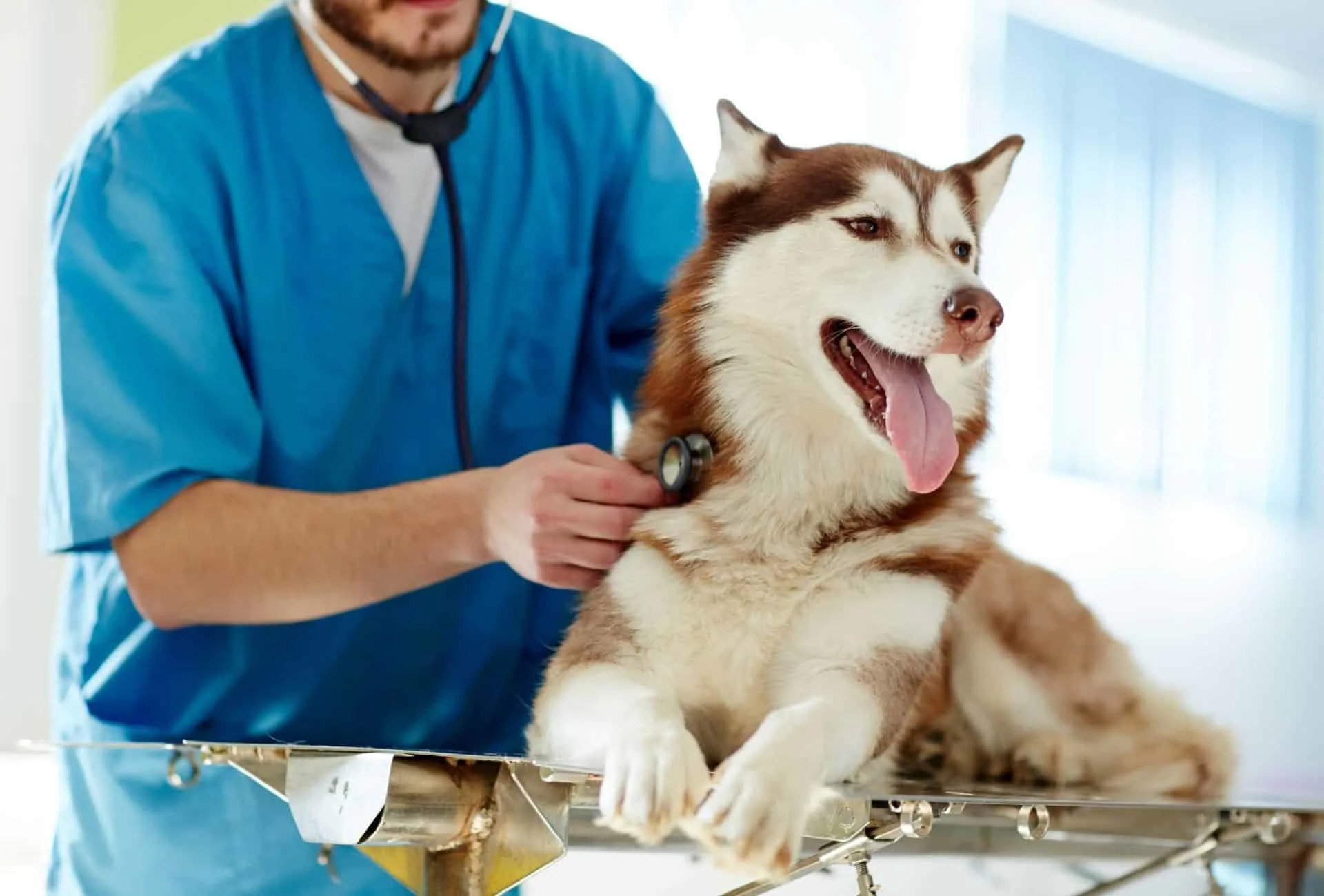 Husky is examined by a male veterinarian. Dog huffing can be caused by medical issues.