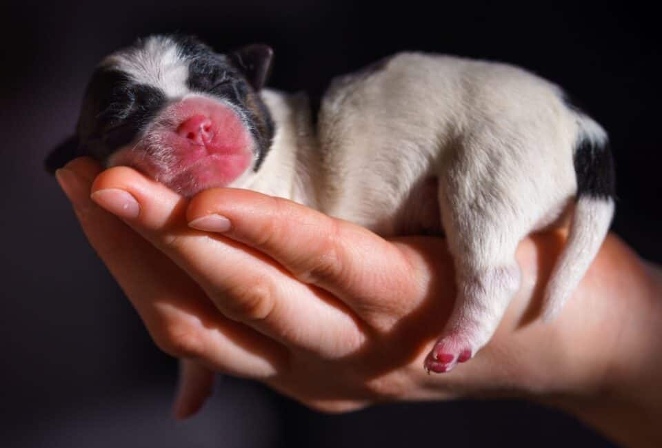 What To Do with a Dead Puppy Everything You Need to Know PawLeaks