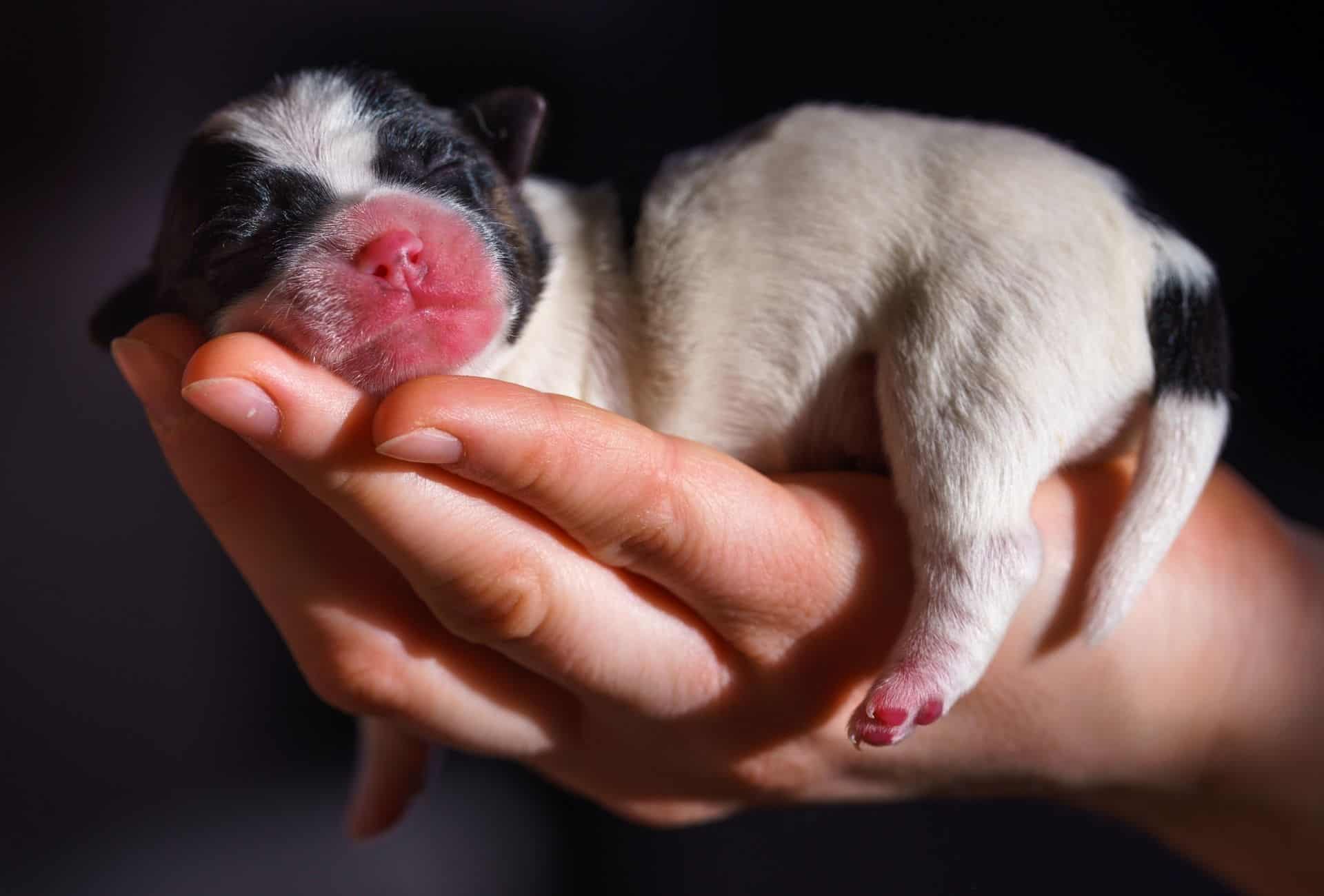 Black and white newborn puppy is carefully cradled in human hands.