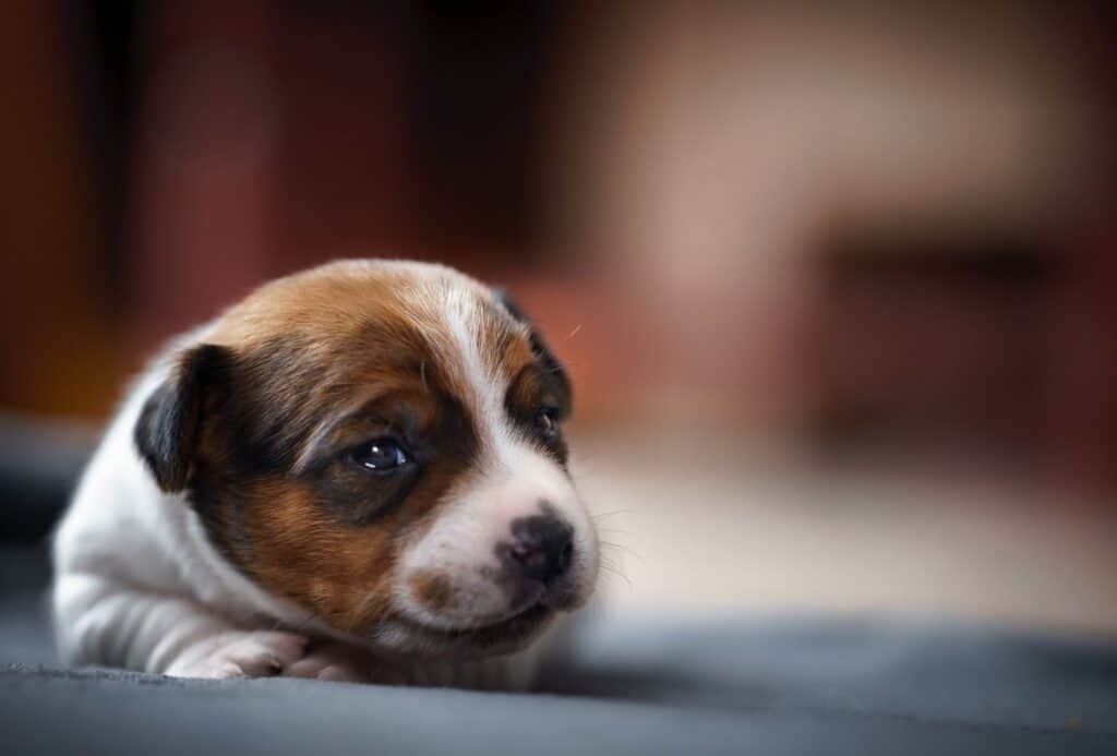 Newborn puppy in focus, defying the odds of being born as a dead puppy.