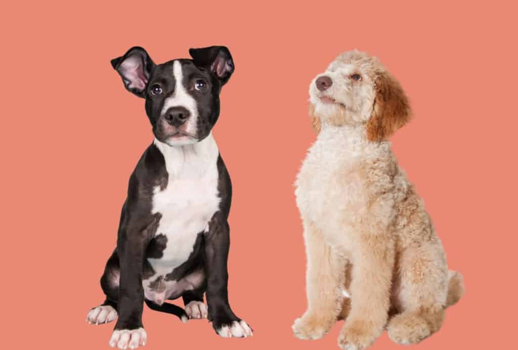Black and white Pitbull puppy stands next to a cream-coloured Poodle pup looking up.