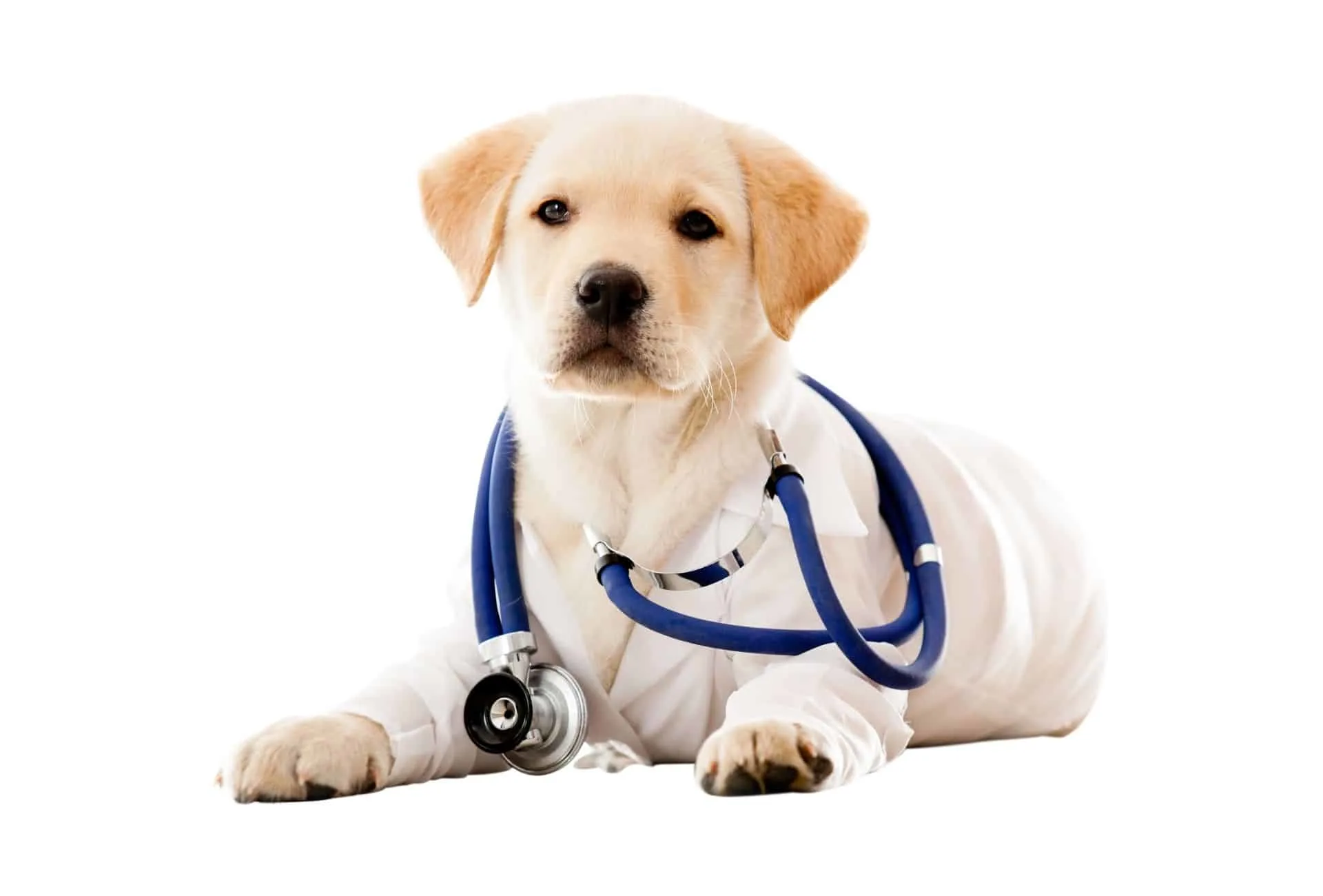 Cream-colored Labrador puppy wears veterinarian clothing with a stethoscope around the neck.