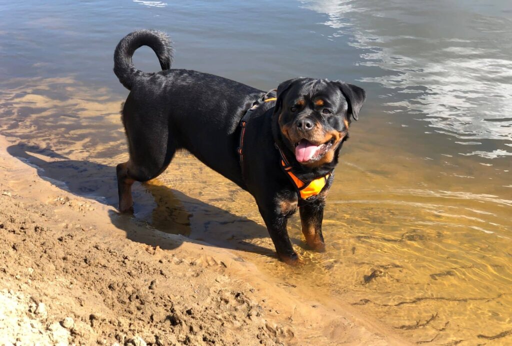 Rottweiler at the lake with her paws in the water ready to jump in for a good swim.