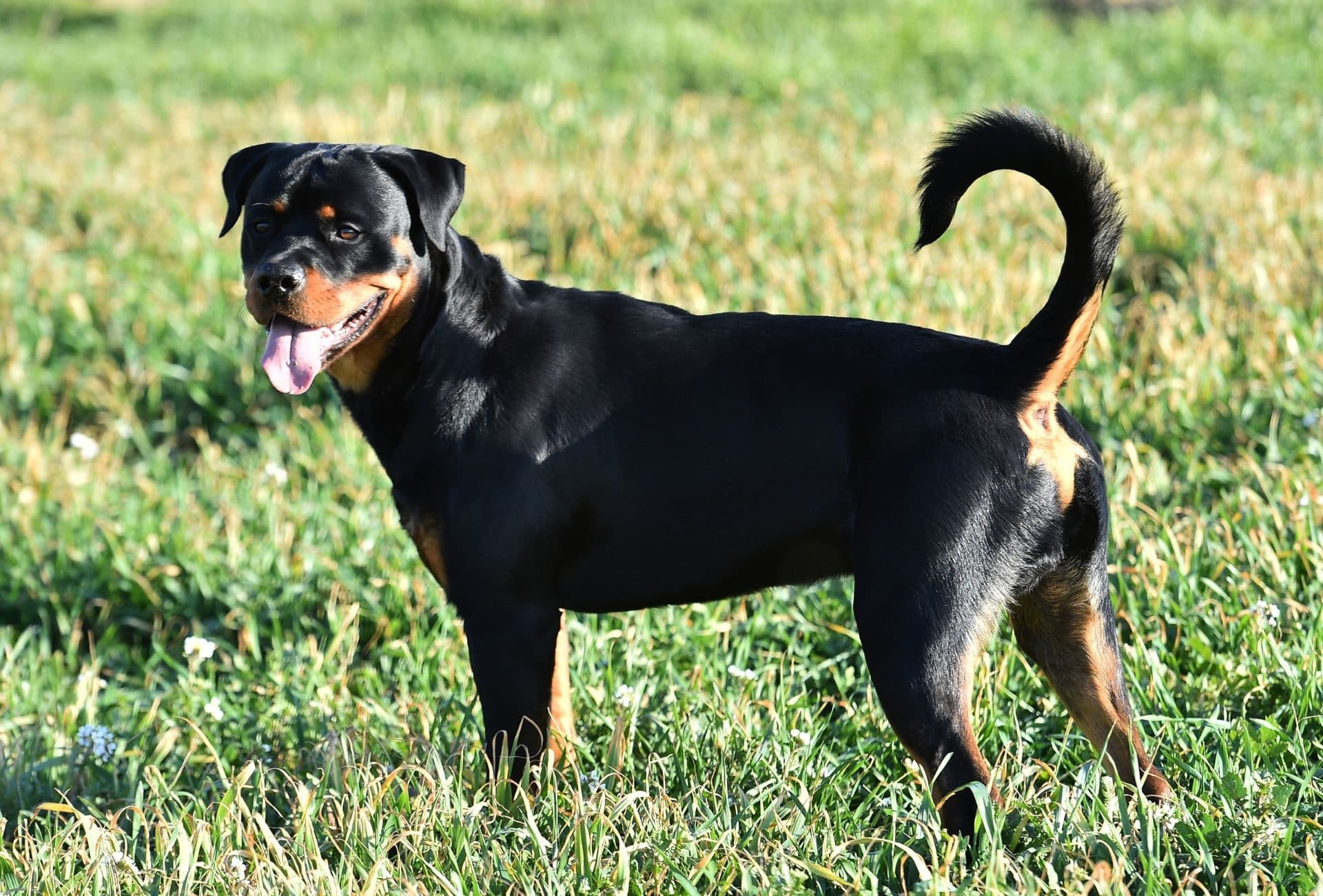 German rottweiler with store tail